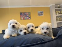 Türkiye’nin en güzel Maltipoo yavruları Ankara mağaza 