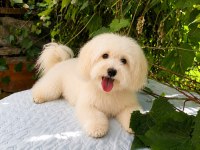 TOPLU 4 ADET ERKEK MALTİPOO