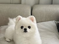 Teacup Kore Dişi Pomeranian