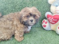 Shih poo bebekler