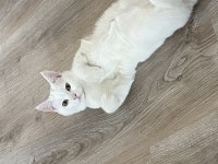 6 aylık erkek british shorthair