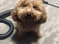 12 aylık toy poodle