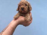Maltipoo Kapıda Ödeme Ve Kredi Kartı İmkânı Mevcuttur
