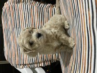 MALTİPOO YAVRULARIMIZ HAZIRDIR