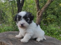 Morkie yavrular