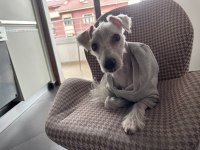 Terrier oğlana yuva