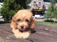 En microsu en özeli benim olsun isteyenlere poodle