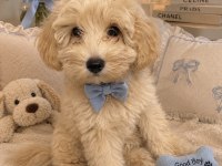 TOY POODLE 70 GÜNLÜK