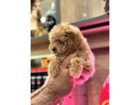 Maltipoo Yavrularım Sağlık Ve Irk Garantilidir