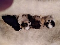 Yavru köpeklerimi sahiplendiriyorum