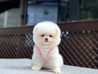 Sağlık ve ırk garantili Pomeranian boo köpeği