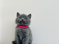 Gri Brıtısh Shorthair Yavrular