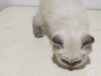 Scottish fold blue point uzun kulak