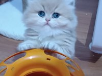 AYI SURAT SHOW KALİTEDE SAFKAN BRİTİSH