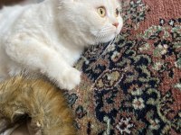 1.5 yaşında british longhair