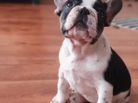 ŞCRLİ ANNE VE BABANIN EFSANE KALİTE FRENCH BULLDOG YAVRULARI