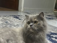 British longhair