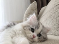 2 AYLIK CHİNCHİLLA YAVRULARIMIZ YENİ YUVALARINI BEKLİYOR