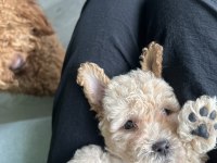 Peluş Görünümlü A Kalite Maltipoo