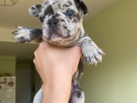 BLUE MERLE FRENCH BULLDOG