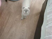 İşe başladığımdan dolayı ilanda scottish fold