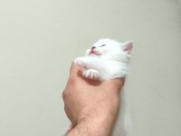 2 Aylık Blue Point Scottish Fold Yavrumuz