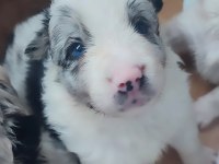 Çok kaliteli border collie yavruları İstanbul