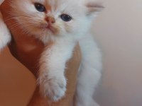 Sampiyon anne babadan saf british longhair bebekler