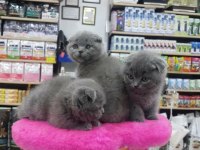 Scottish fold kaliteli sıfır kulak safkan