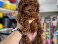 Toy Poodle Dişi Eğitimli Yavrumuz