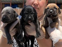 Cane corsa alan koruma köpeği yavruları 