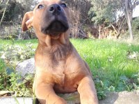 Erkek Presa Canario Yavru