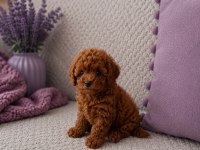 Orijinal Garantili Herşeyiyle Toy Poodle Yavru
