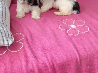 Mükemmel kalite shih tzu uygun isteyene