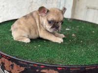 FRANSIZ BULLDOG KÖPEĞİMİZ