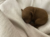 Bursadan 1 aylık toy poodle