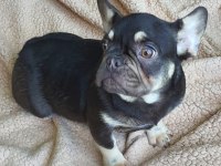 Show kalitede lilacandtan Chocotan FRENCH Bulldog yavruları