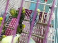 YAVRU MUHABBET KUŞLARIMIZ VE TÜM KUŞ URUNLERI KAFESLER VB