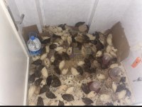 Yumurta garantili pırıl pırıl bıldırcın