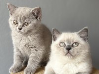 British Lilac Blue Point