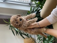 3 adet asıl safkan toy poodle