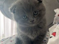 2 aylık scottish fold