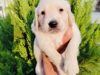 Golden Retriever Yavru Köpeklerimiz