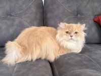 British Longhair Erkek