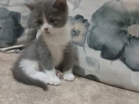 Anne baba orjinal british shorthair