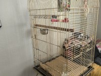 Forpus albino 50 günlük erkek