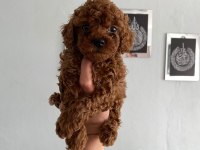 Toy poodle yavrular orijinal ev doğumlu