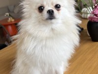 Antalyada Dişi Pomeranian Sahiplendirmek İstiyorum