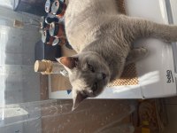Kedi İlanı Acil British Shorthair