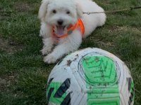 Maltese (terrier) 3 aylık